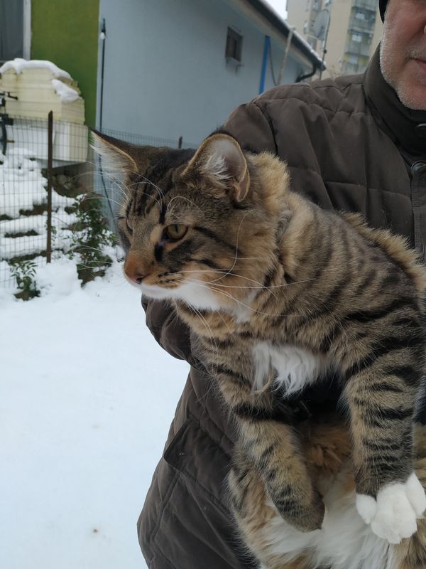 Gatto Norvegese - cucciolo