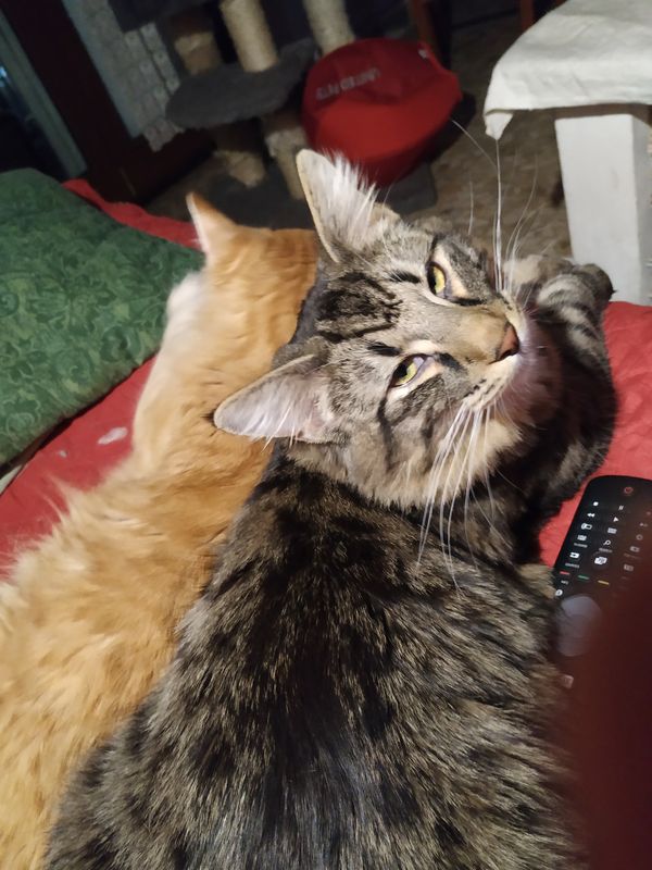 Gatto Norvegese - cucciolo