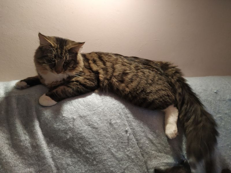 Gatto Norvegese - cucciolo