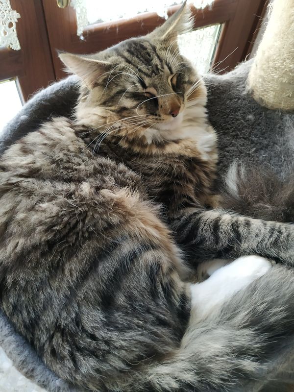Gatto Norvegese - cucciolo