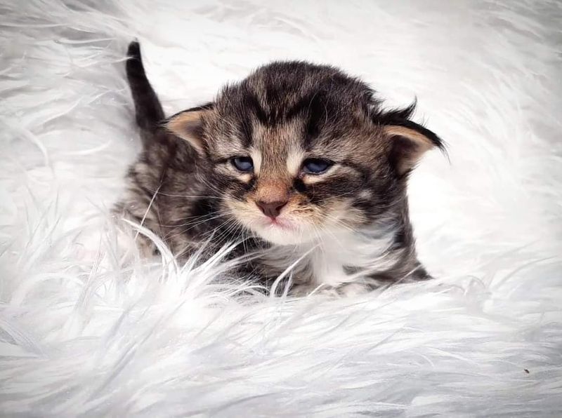 Gatto Norvegese - cucciolo