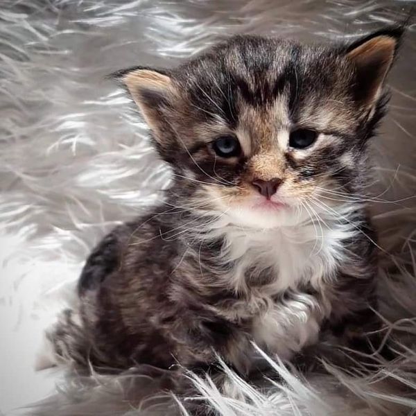 Gatto Norvegese - cucciolo