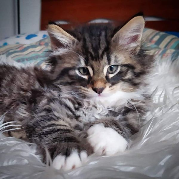 Gatto Norvegese - cucciolo
