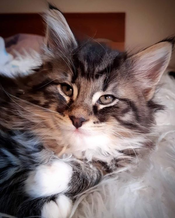 Gatto Norvegese - cucciolo