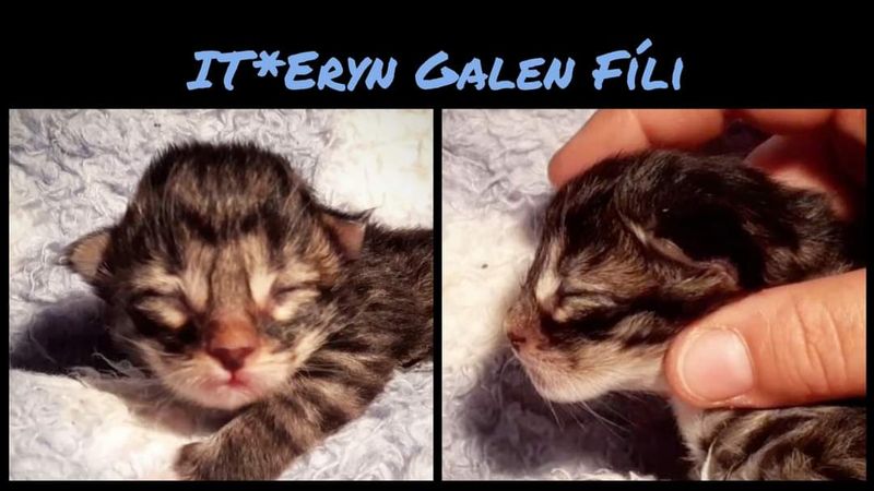 Gatto Norvegese - cucciolo