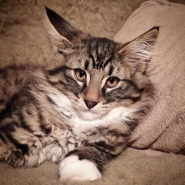 Gatto Norvegese - cucciolo