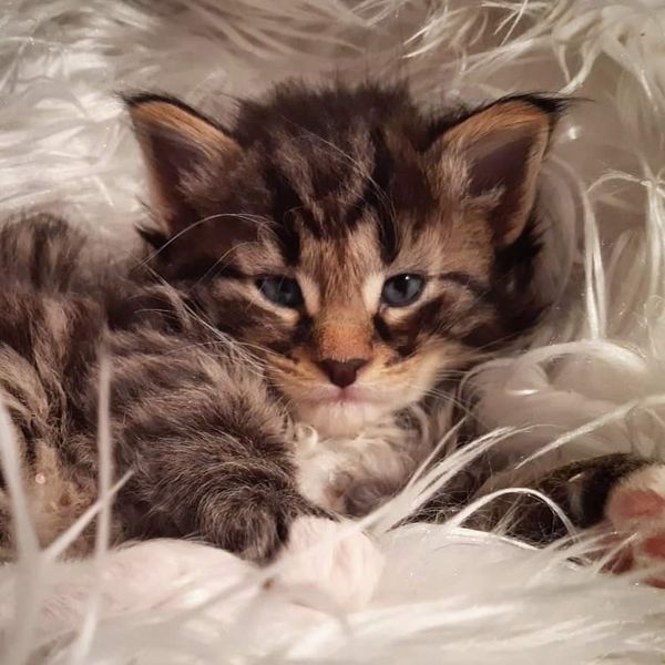 Gatto Norvegese -  maschio