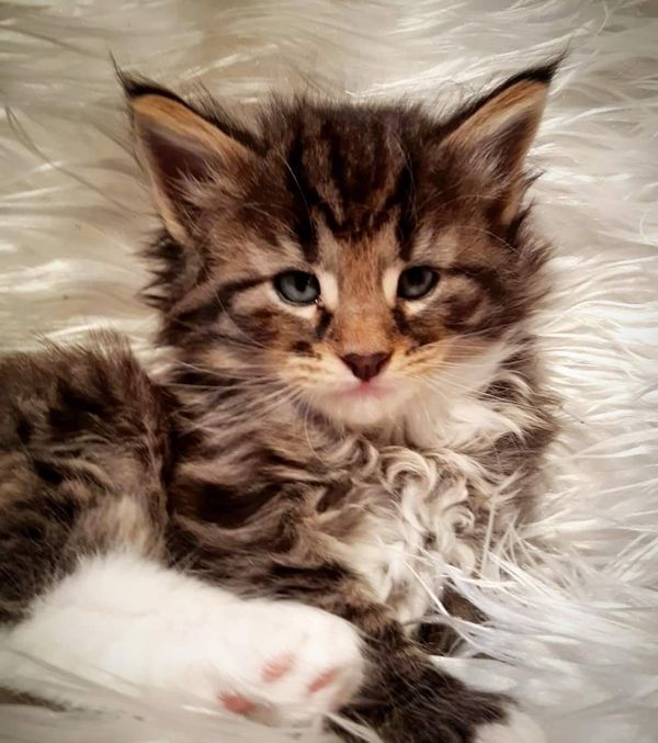 Gatto Norvegese -  maschio