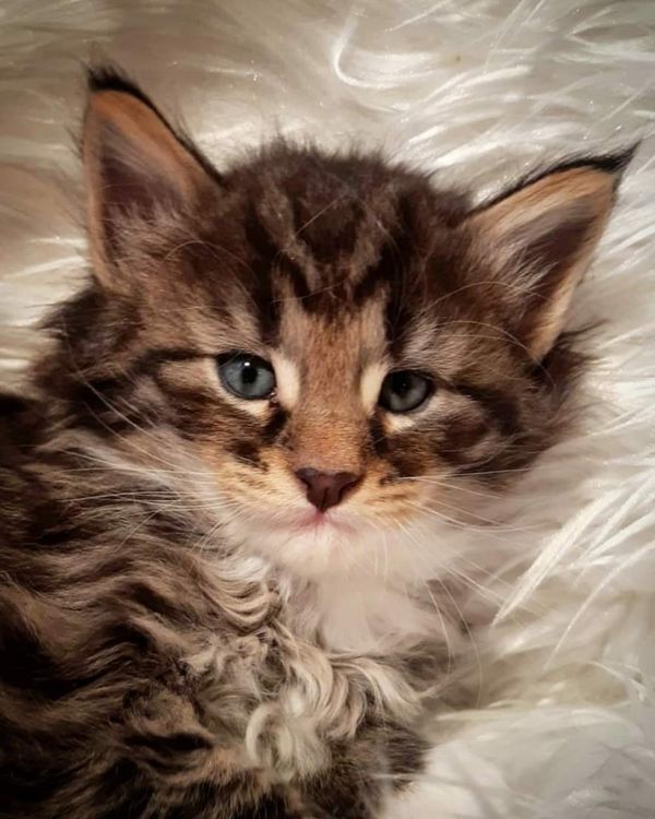 Gatto Norvegese -  maschio