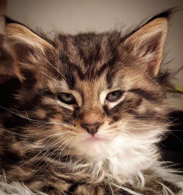 Gatto Norvegese -  maschio