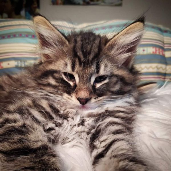 Gatto Norvegese -  maschio