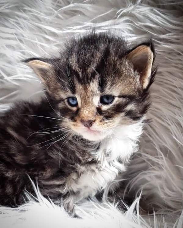 Gatto Norvegese -  maschio