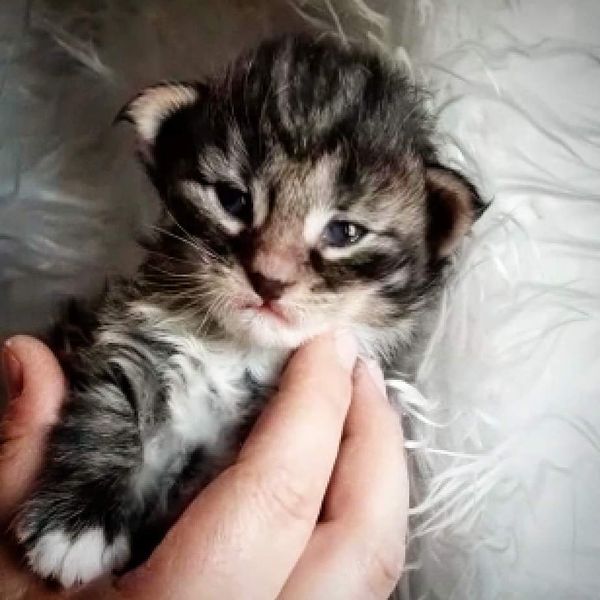 Gatto Norvegese -  maschio
