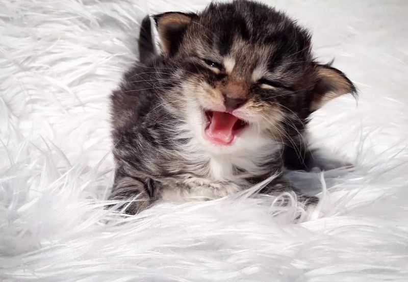 Gatto Norvegese -  maschio
