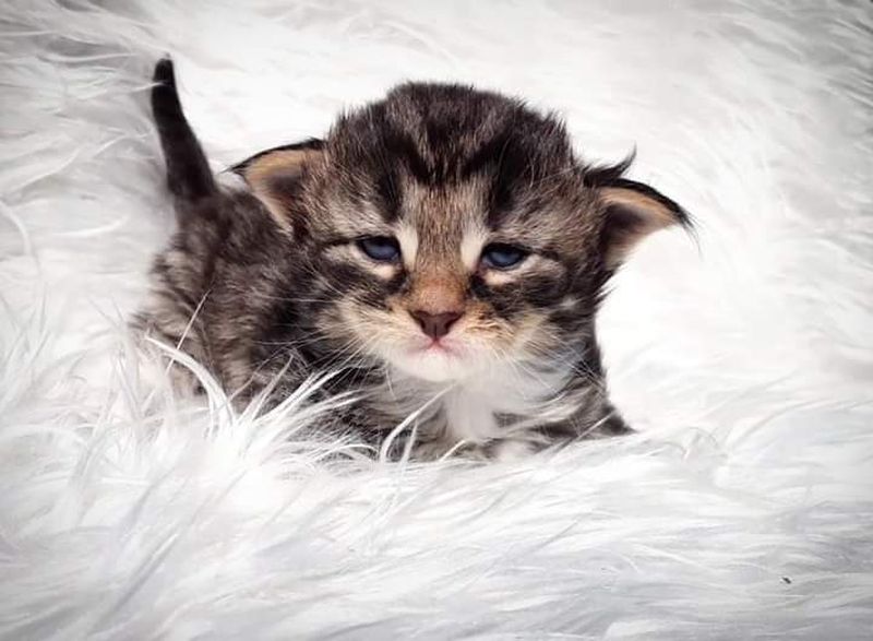 Gatto Norvegese -  maschio
