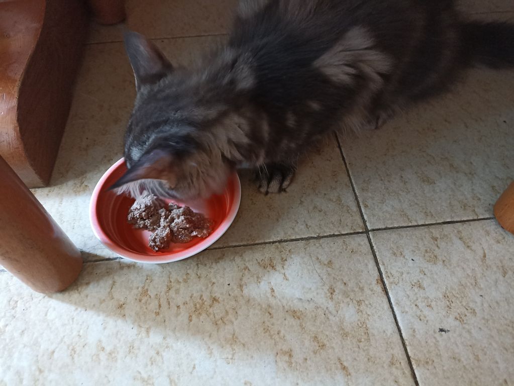 Gatto Norvegese - cucciolo