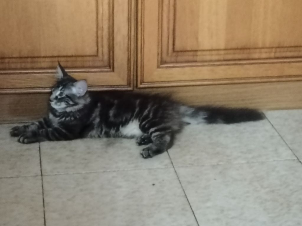 Gatto Norvegese - cucciolo