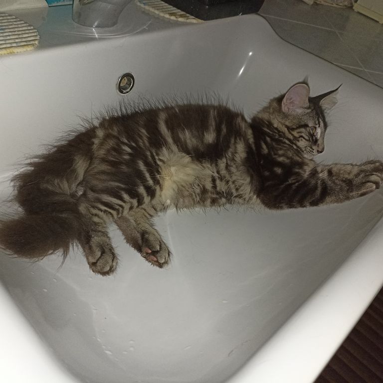 Gatto Norvegese - cucciolo