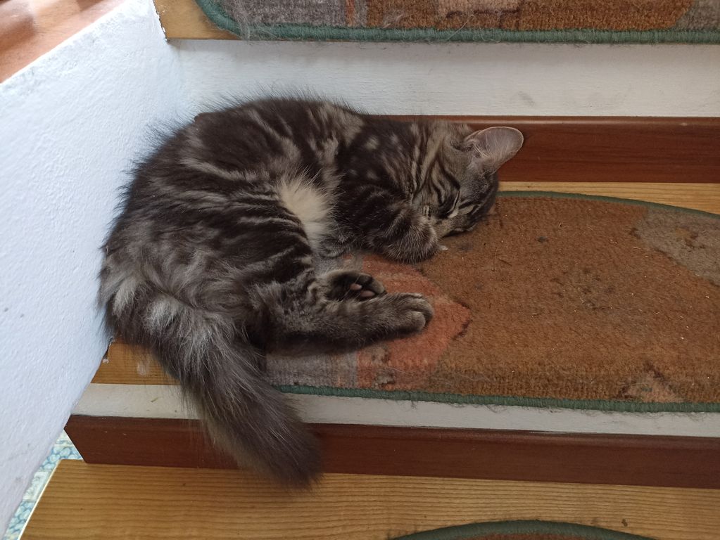 Gatto Norvegese - cucciolo