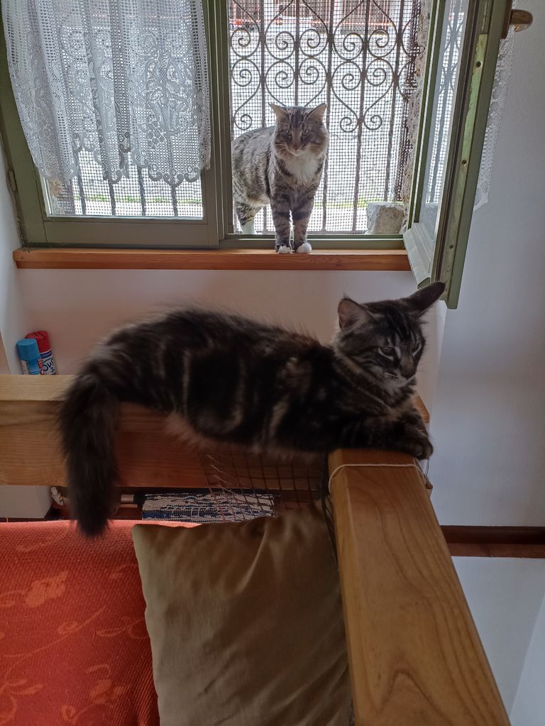 Gatto Norvegese - cucciolo