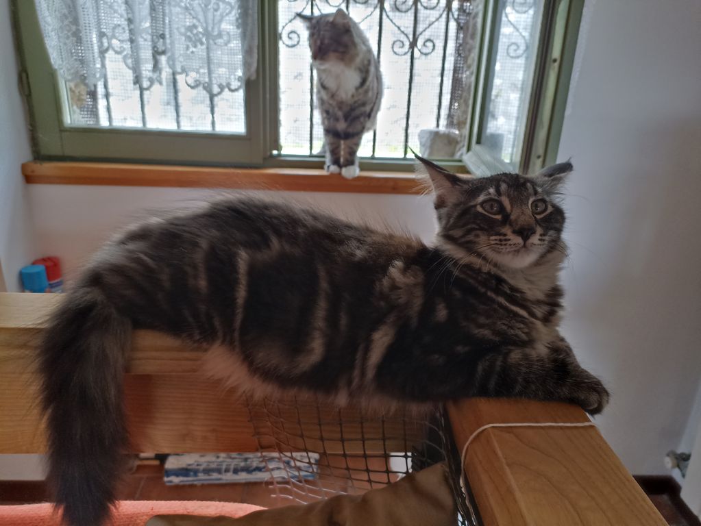 Gatto Norvegese - cucciolo