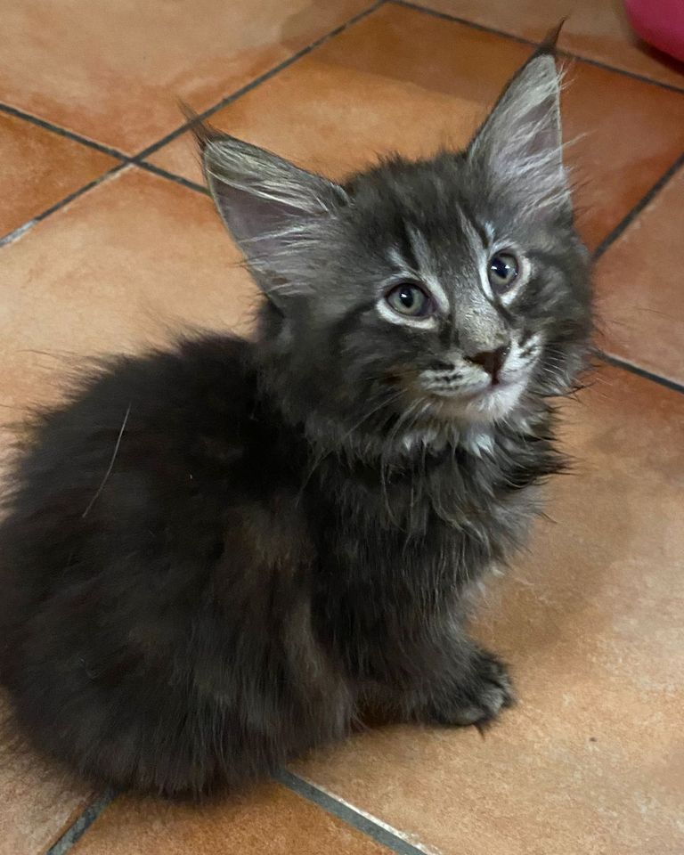 Gatto Norvegese - cucciolo