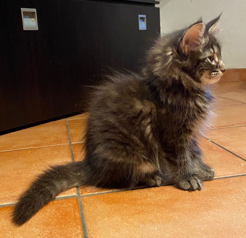 Gatto Norvegese - cucciolo