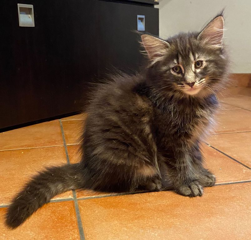 Gatto Norvegese - cucciolo