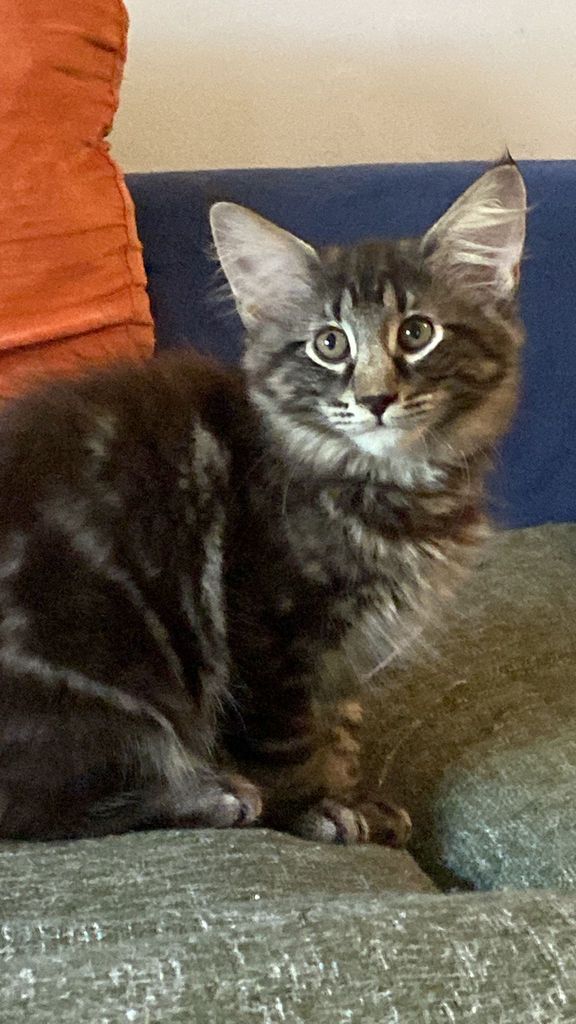 Gatto Norvegese - cucciolo