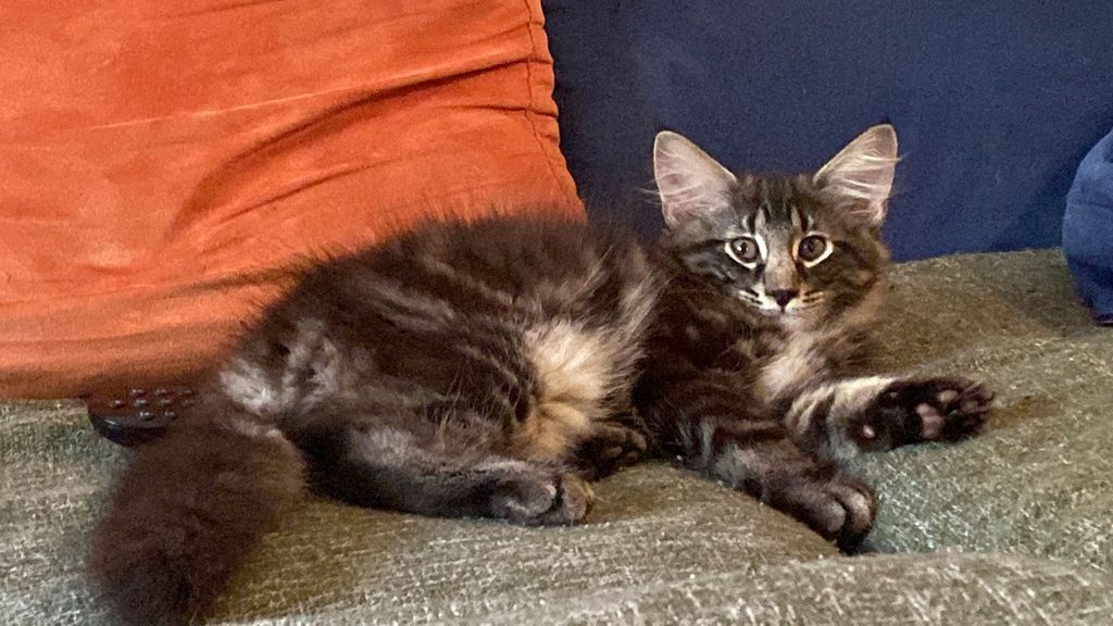 Gatto Norvegese - cucciolo