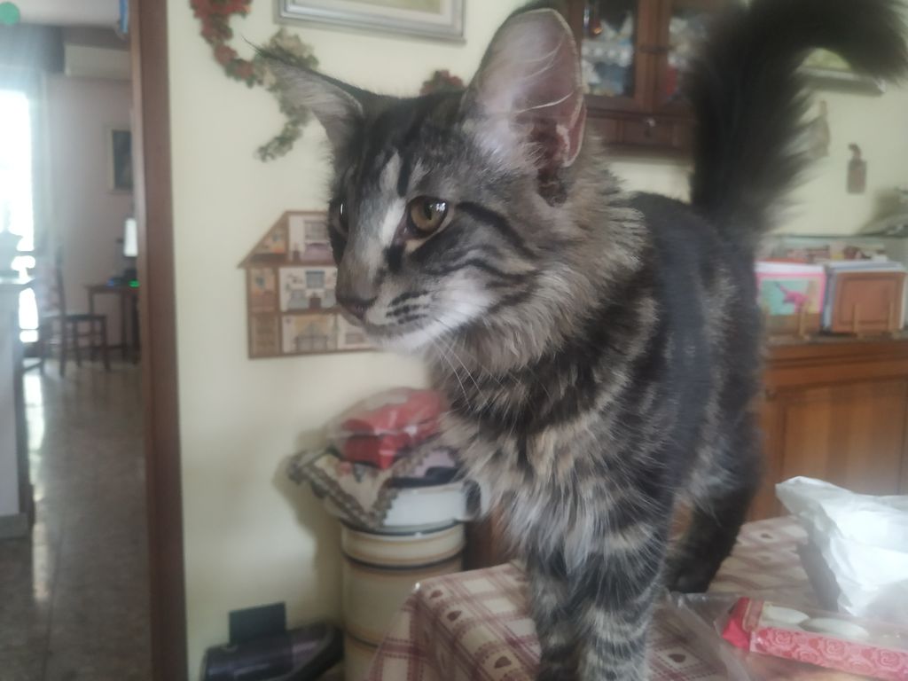 Gatto Norvegese - cucciolo