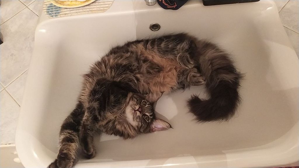 Gatto Norvegese - cucciolo