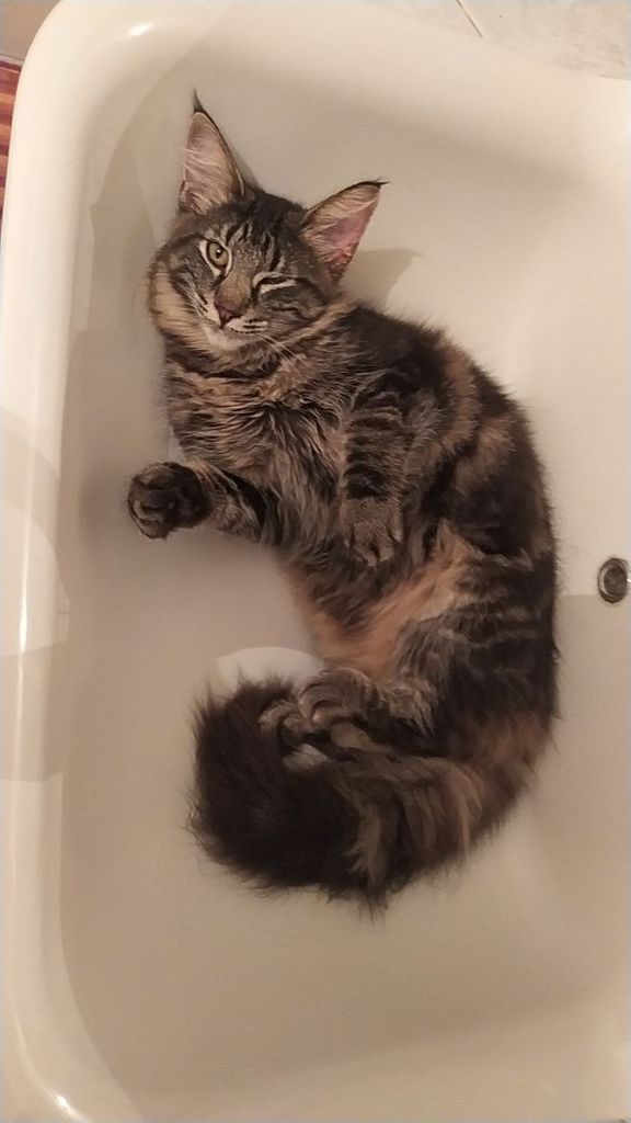 Gatto Norvegese - cucciolo