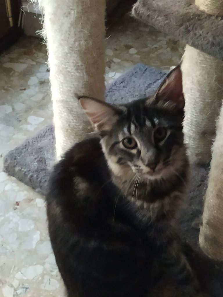 Gatto Norvegese - cucciolo