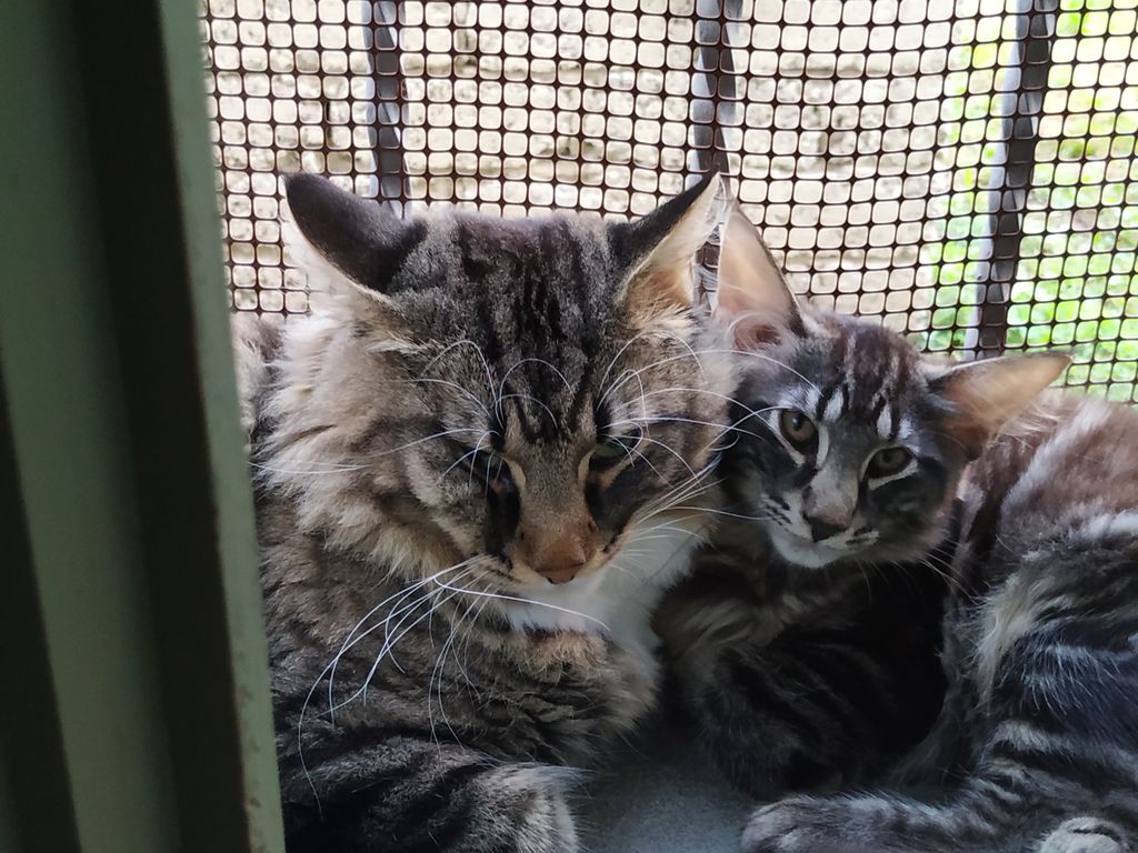 Gatto Norvegese - cucciolo