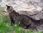 Nihal - Femmina di gatto Norvegese delle foreste