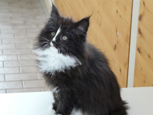 Gatto Norvegese - cucciola