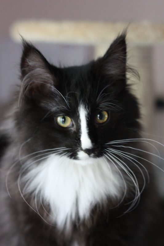 Gatto Norvegese - cucciola