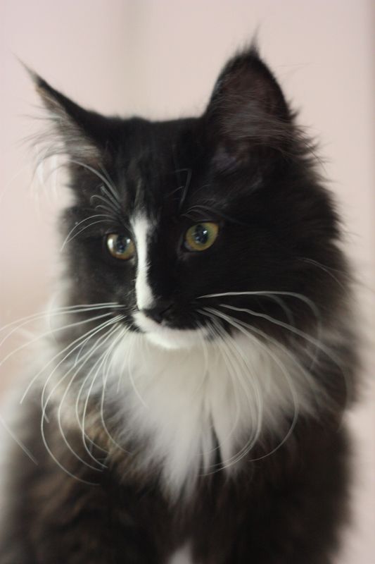 Gatto Norvegese - cucciola