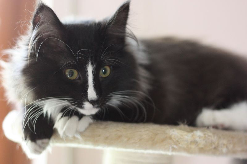 Gatto Norvegese - cucciola
