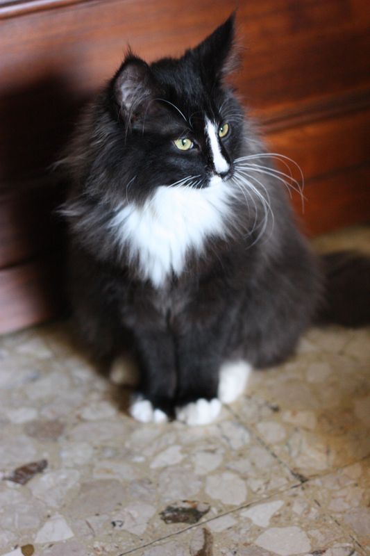 Gatto Norvegese - cucciola