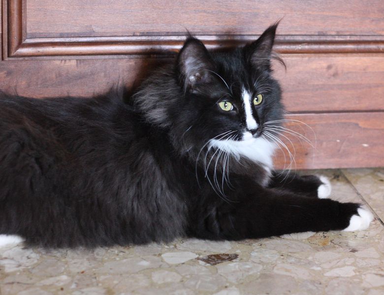 Gatto Norvegese - cucciola