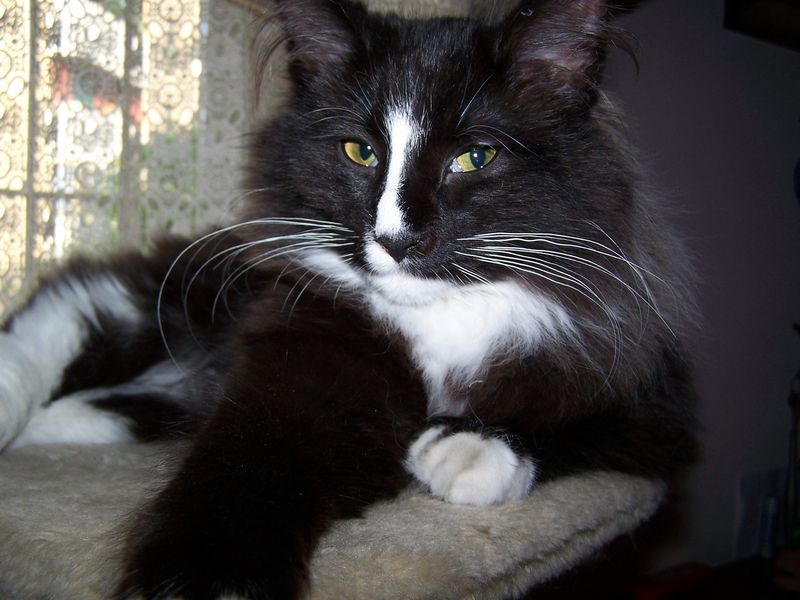 Gatto Norvegese - cucciola