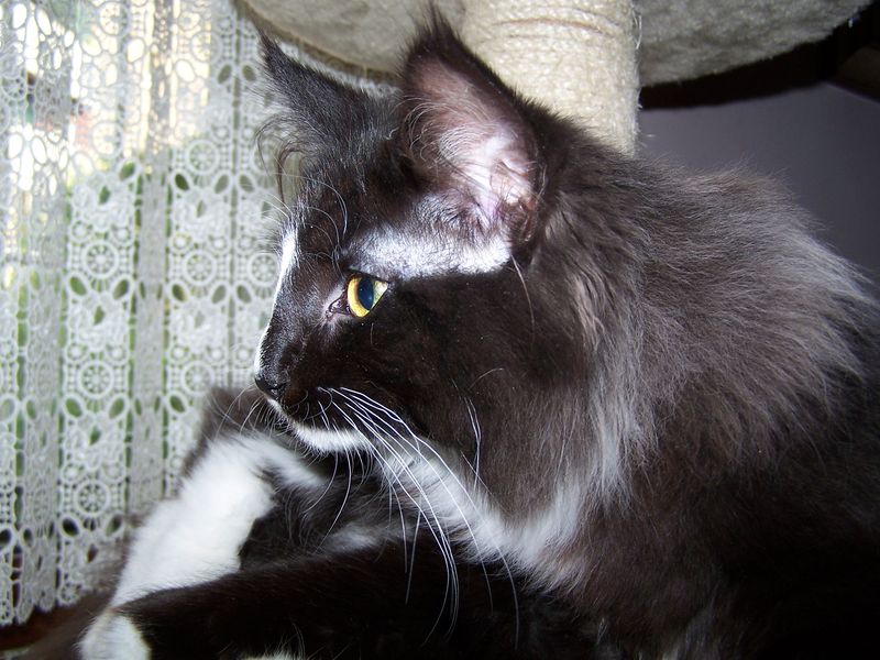 Gatto Norvegese - cucciola