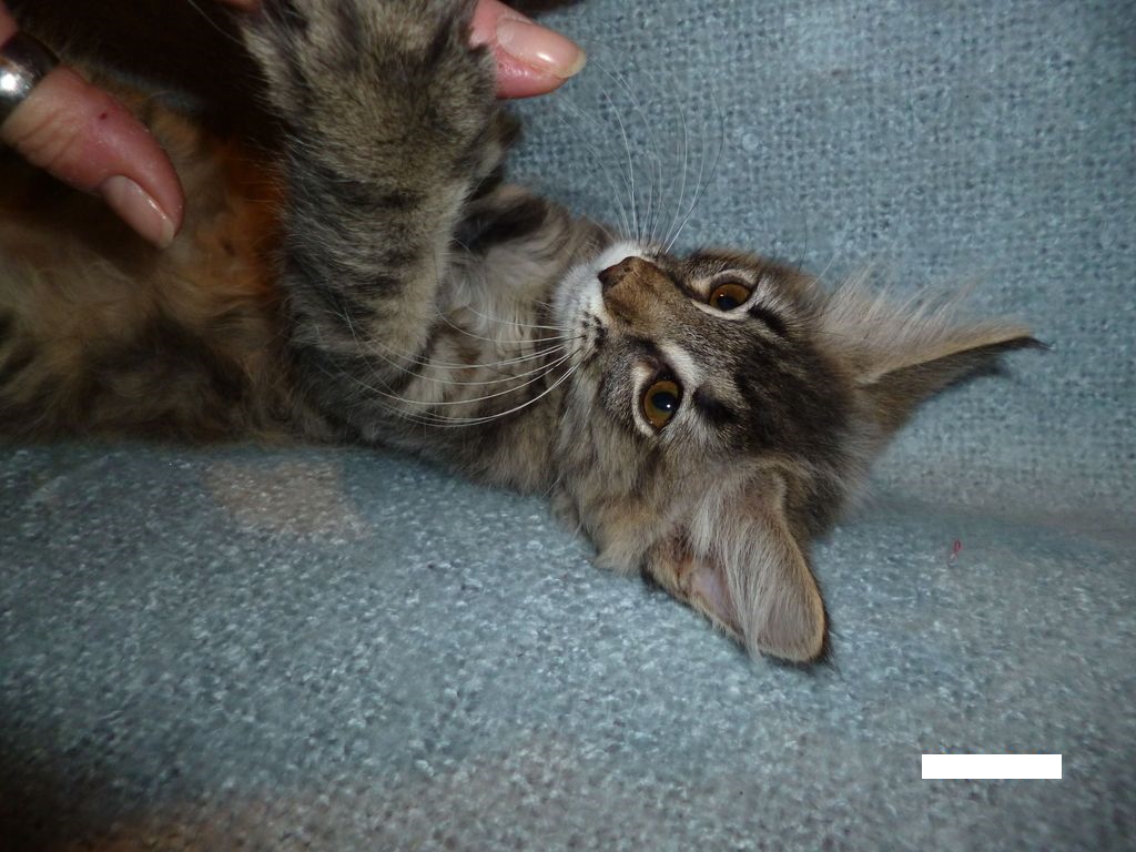 Gatti Norvegesi - cuccioli