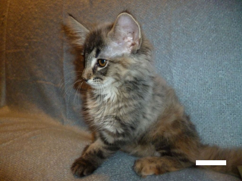 Gatti Norvegesi - cuccioli