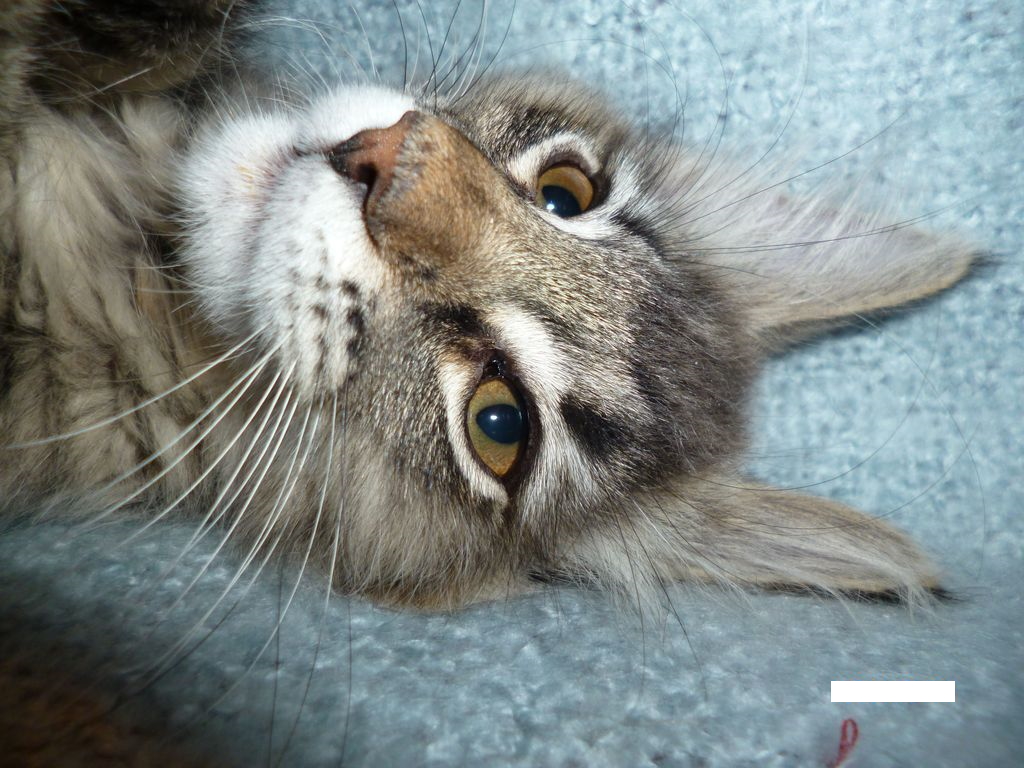 Gatti Norvegesi - cuccioli