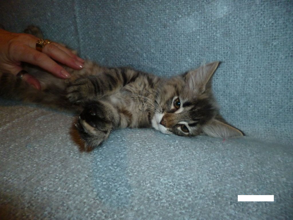 Gatti Norvegesi - cuccioli