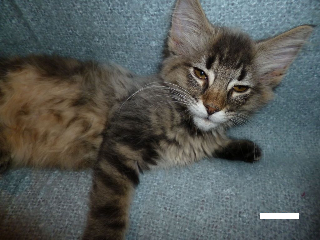 Gatti Norvegesi - cuccioli