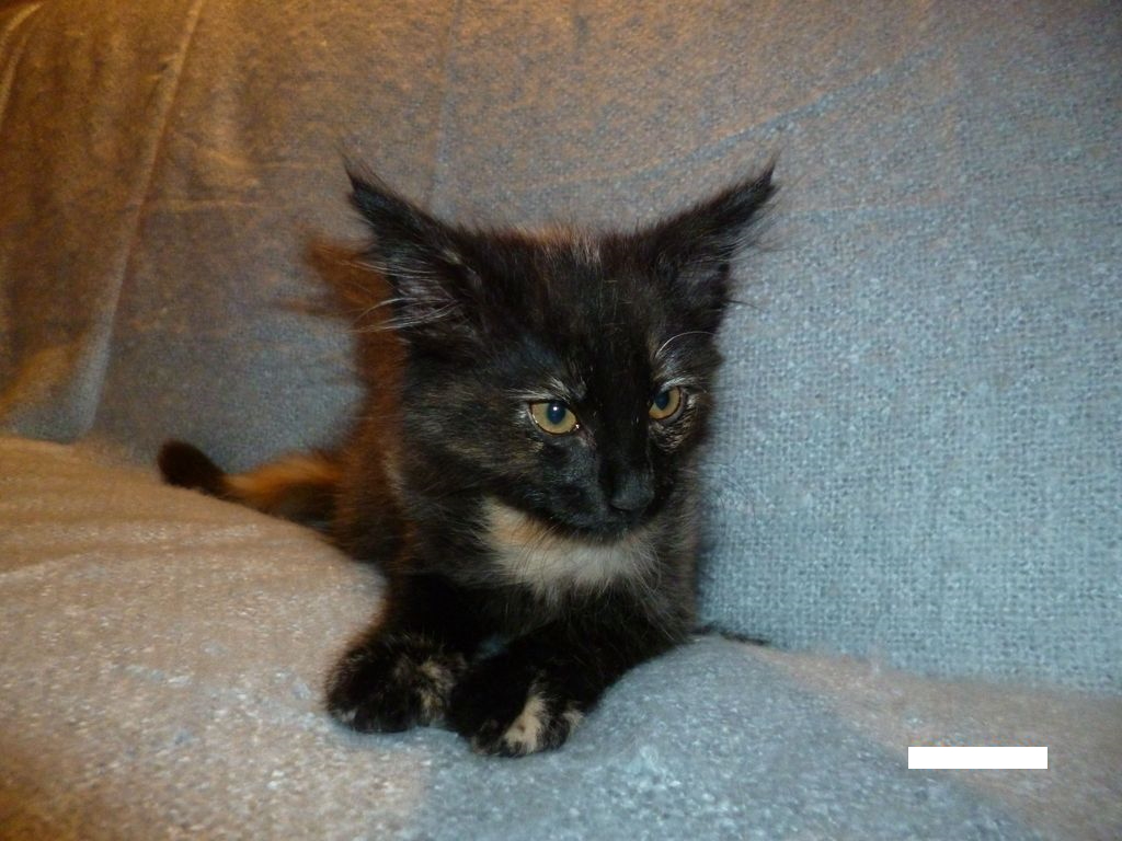 Gatti Norvegesi - cuccioli